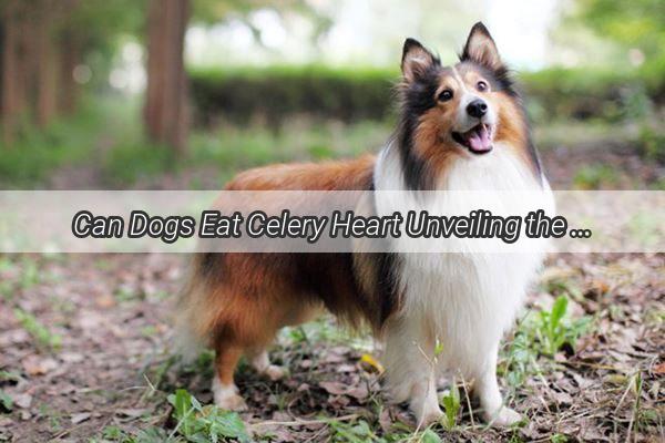 Can Dogs Eat Celery Heart Unveiling the Truth Behind This Nutritious Treat